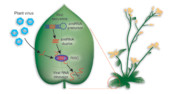 2412_Plant viruses.png